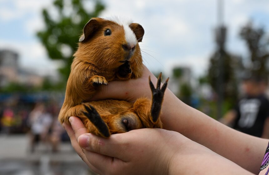 Первый день фестиваля "Лапки" завершился в Москве 3 фото