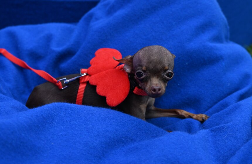 Первый день фестиваля "Лапки" завершился в Москве 20 фото