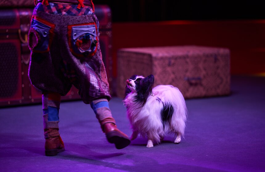 Цирк шапито открылся в кинопарке "Москино" 19 фото