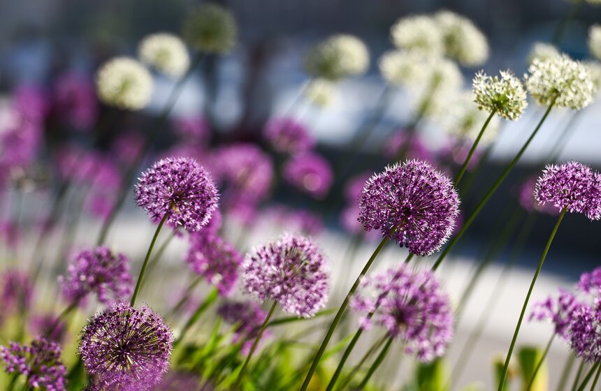 29 мая стал самым теплым днем в Москве с начала года 25 фото