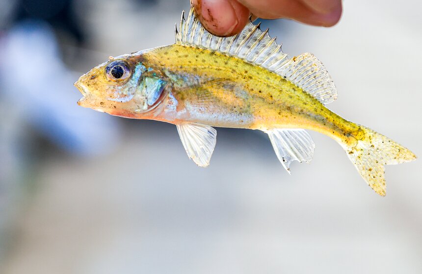 Чемпионат по рыбной ловле стартовал на фестивале "Москва – на волне. Рыбная неделя" 12 фото