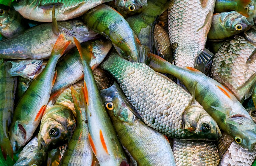 Чемпионат по рыбной ловле стартовал на фестивале "Москва – на волне. Рыбная неделя" 19 фото