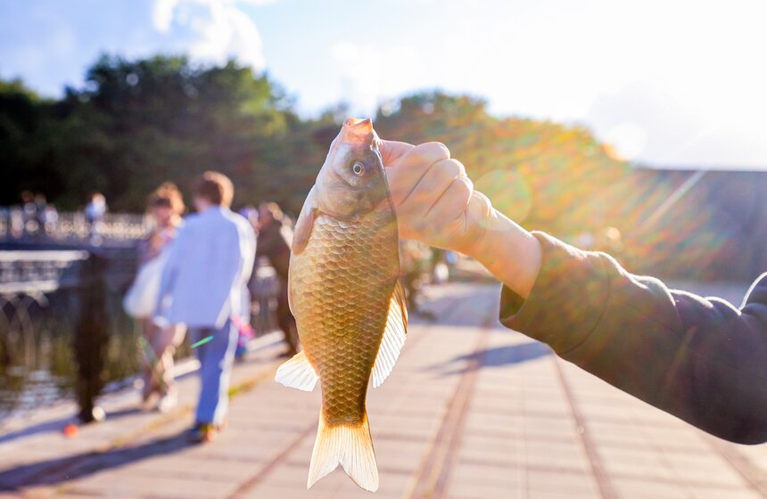 Чемпионат по рыбной ловле стартовал на фестивале "Москва – на волне. Рыбная неделя" 8 фото