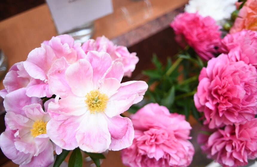 Выставка "Пионы России" стартовала в Москве 15 фото