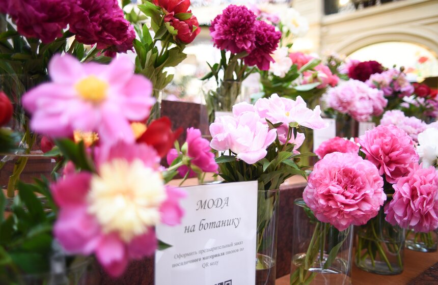 Выставка "Пионы России" стартовала в Москве 10 фото