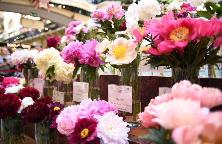 Выставка "Пионы России" стартовала в Москве 3 фото