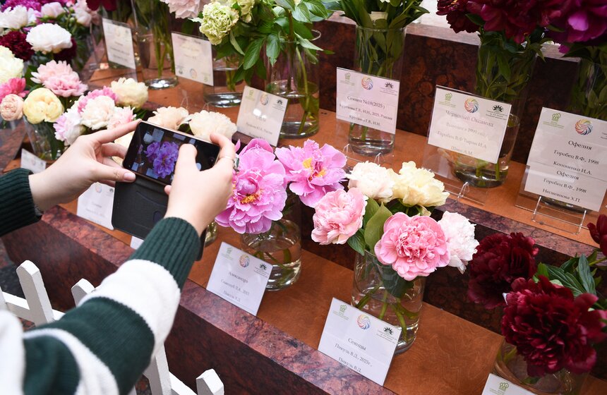 Выставка "Пионы России" стартовала в Москве 12 фото