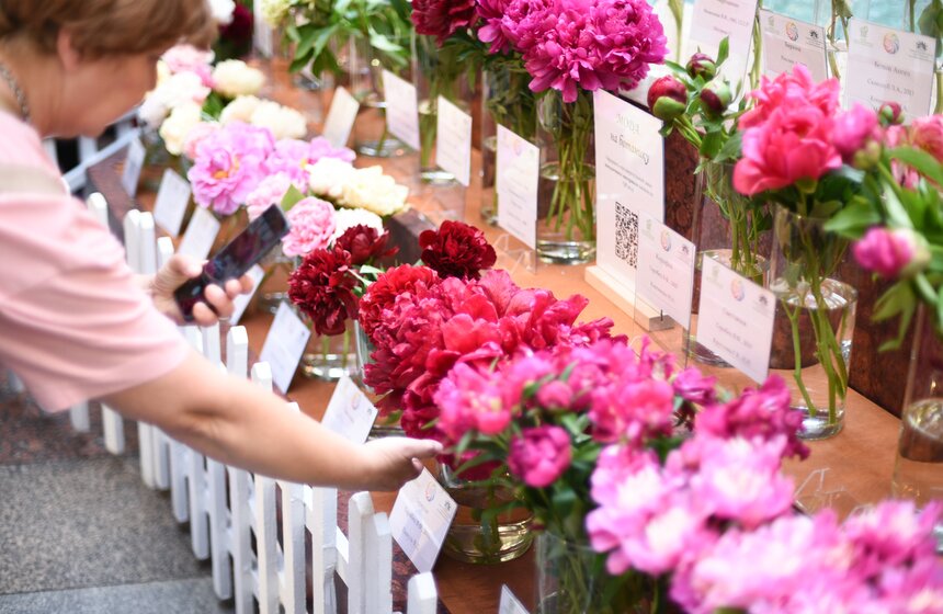 Выставка "Пионы России" стартовала в Москве 14 фото