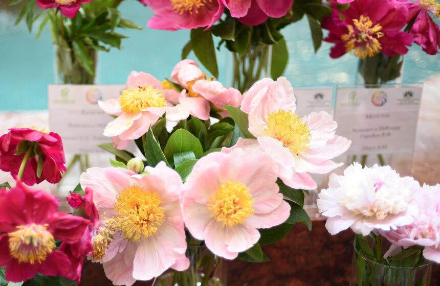 Выставка "Пионы России" стартовала в Москве 13 фото