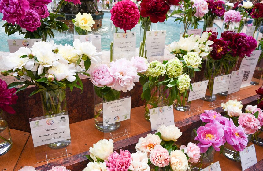 Выставка "Пионы России" стартовала в Москве 9 фото