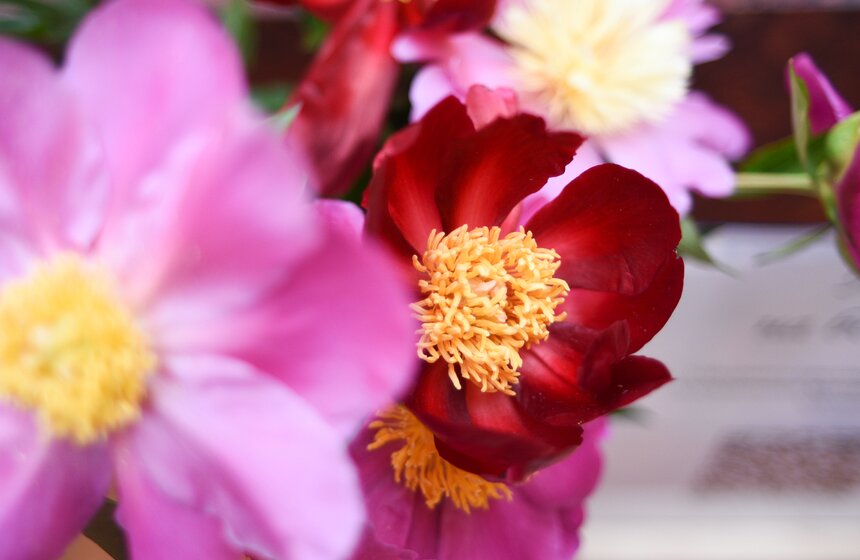 Выставка "Пионы России" стартовала в Москве 17 фото