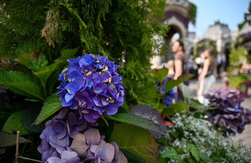 Новые площадки фестиваля "Сады и цветы" открылись в Москве 21 фото