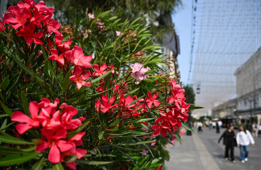 Новые площадки фестиваля "Сады и цветы" открылись в Москве 18 фото