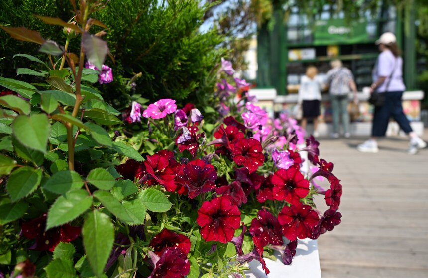 Новые площадки фестиваля "Сады и цветы" открылись в Москве 12 фото