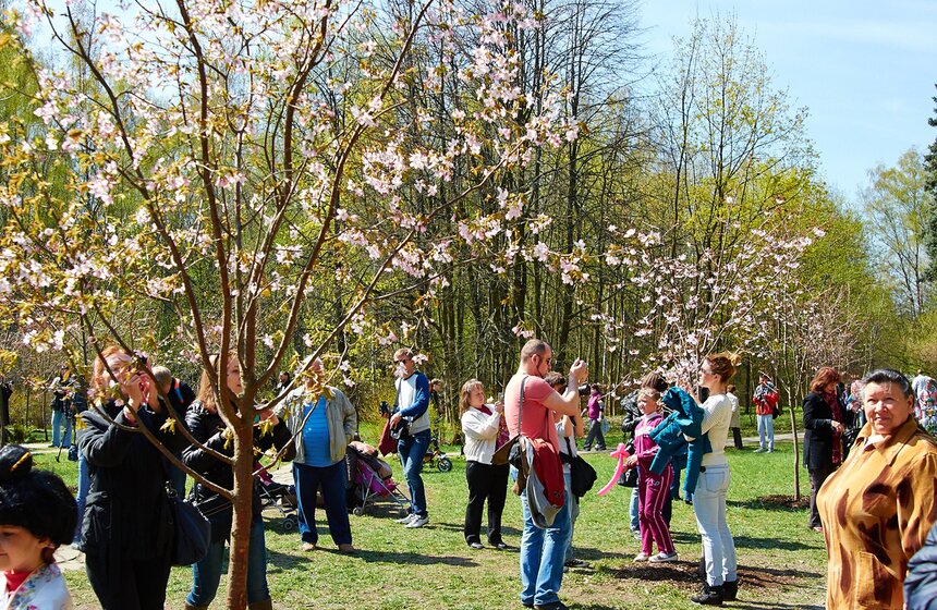 В Бирюлевском дендропарке расцвела сакура 19 фото