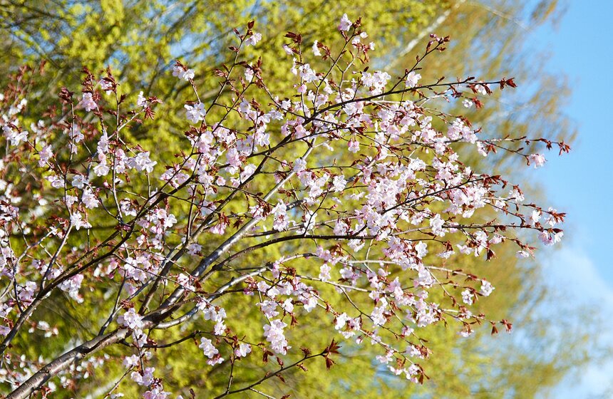 В Бирюлевском дендропарке расцвела сакура 21 фото