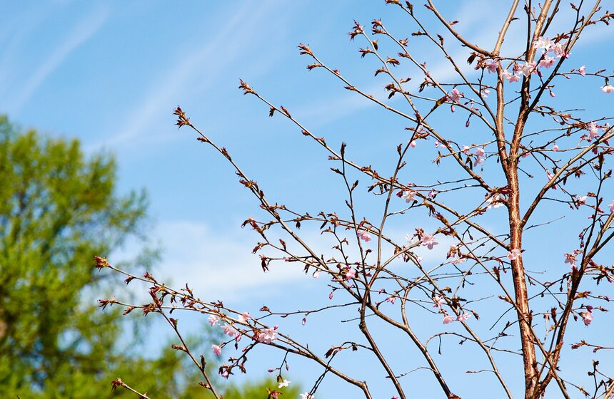 В Бирюлевском дендропарке расцвела сакура 2 фото