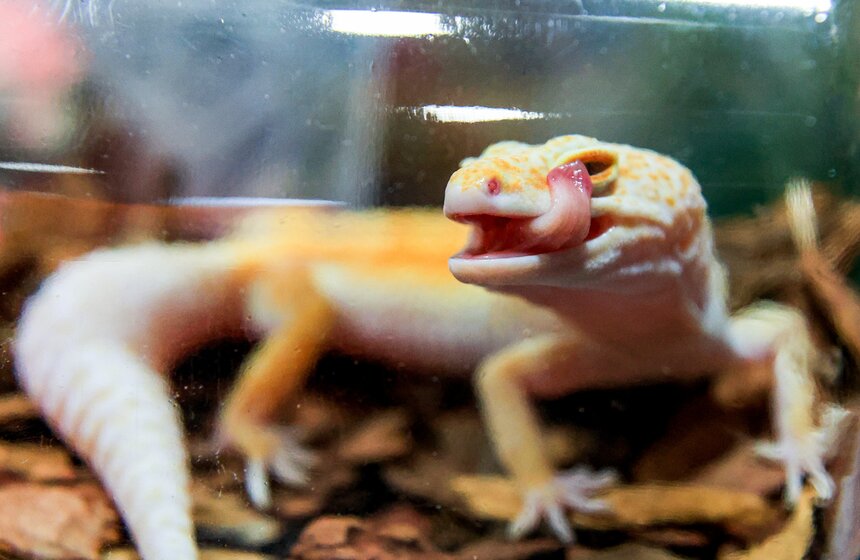 В Москве прошла выставка-продажа террариумных животных и оборудования "Рептилиум" 3 фото