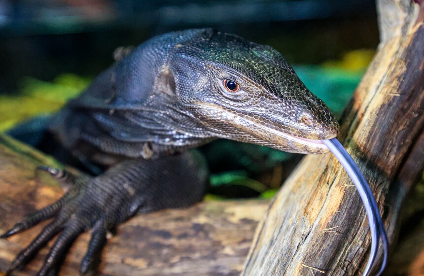 В Москве прошла выставка-продажа террариумных животных и оборудования "Рептилиум" 18 фото