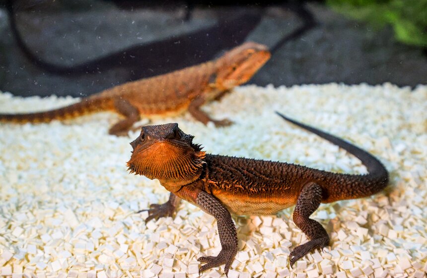 В Москве прошла выставка-продажа террариумных животных и оборудования "Рептилиум" 17 фото