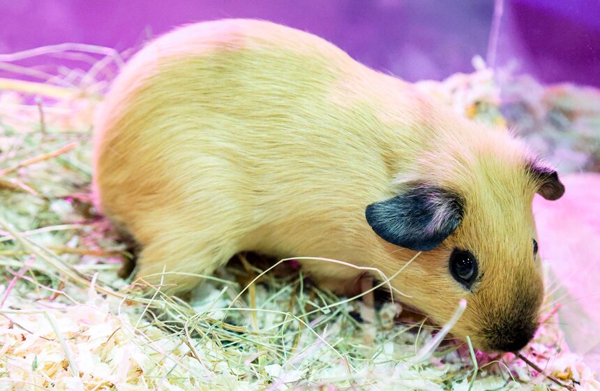 В Москве прошла выставка-продажа террариумных животных и оборудования "Рептилиум" 15 фото