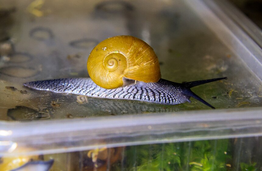 В Москве прошла выставка-продажа террариумных животных и оборудования "Рептилиум" 13 фото