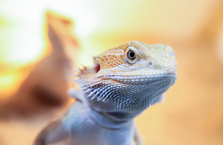 В Москве прошла выставка-продажа террариумных животных и оборудования "Рептилиум" 8 фото