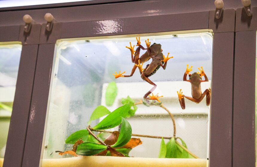 В Москве прошла выставка-продажа террариумных животных и оборудования "Рептилиум" 5 фото