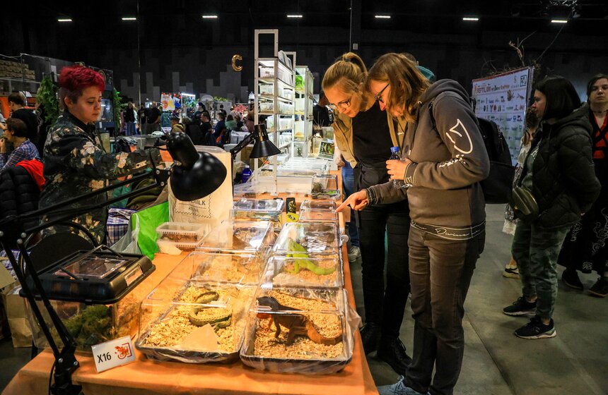 В Москве прошла выставка-продажа террариумных животных и оборудования "Рептилиум" 6 фото