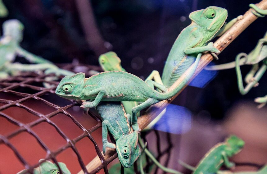 В Москве прошла выставка-продажа террариумных животных и оборудования "Рептилиум" 11 фото