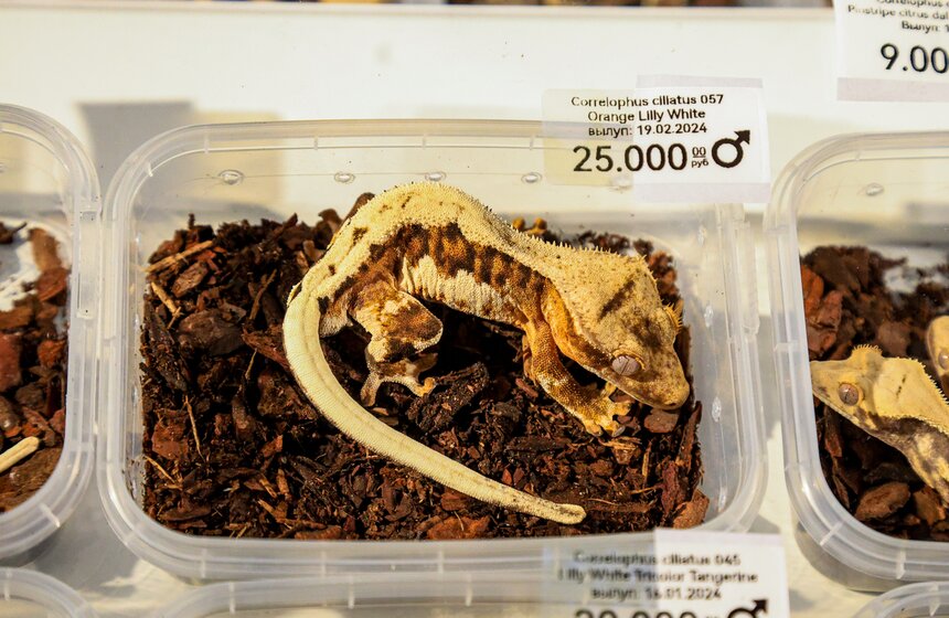 В Москве прошла выставка-продажа террариумных животных и оборудования "Рептилиум" 9 фото