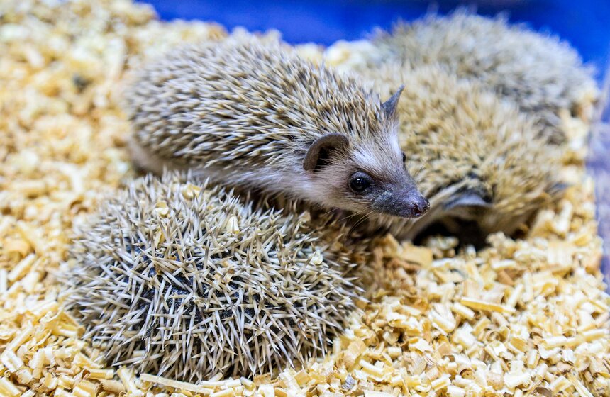 В Москве прошла выставка-продажа террариумных животных и оборудования "Рептилиум" 2 фото