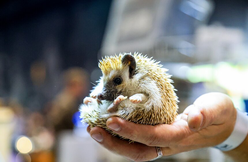 В Москве прошла выставка-продажа террариумных животных и оборудования "Рептилиум" 14 фото