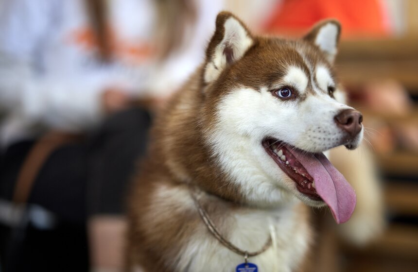 Фестиваль бездомных животных WOOF состоялся в центре "Хлебозавод №9" 3 фото