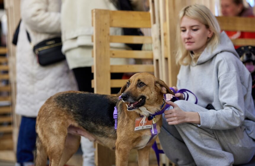 Фестиваль бездомных животных WOOF состоялся в центре "Хлебозавод №9" 2 фото