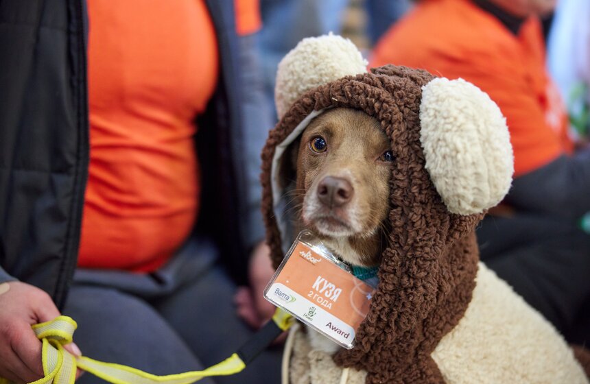 Фестиваль бездомных животных WOOF состоялся в центре "Хлебозавод №9" 10 фото