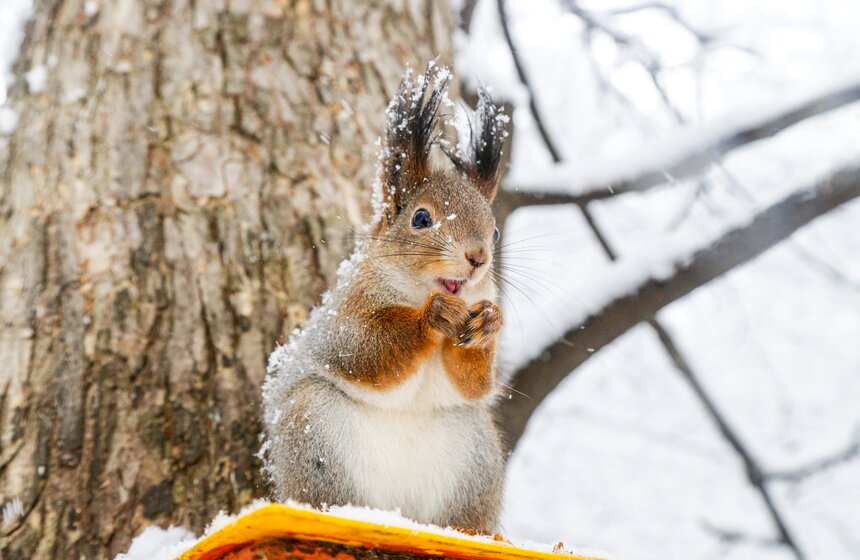 Снегопад накрыл Москву 31 декабря 7 фото