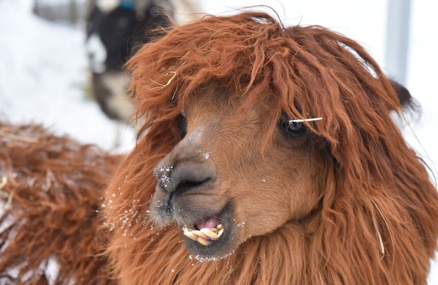 <a href="https://www.m24.ru/galleries/obshchestvo/18012024/658322" target="_blank">Московский зоопарк получил партию нераспроданных новогодних деревьев</a>