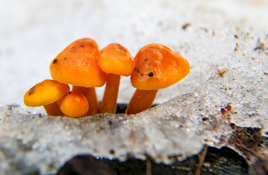 Два вида подснежников зацвели в Ботаническом саду МГУ 12 фото