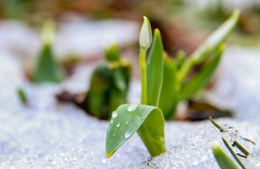 Два вида подснежников зацвели в Ботаническом саду МГУ 9 фото