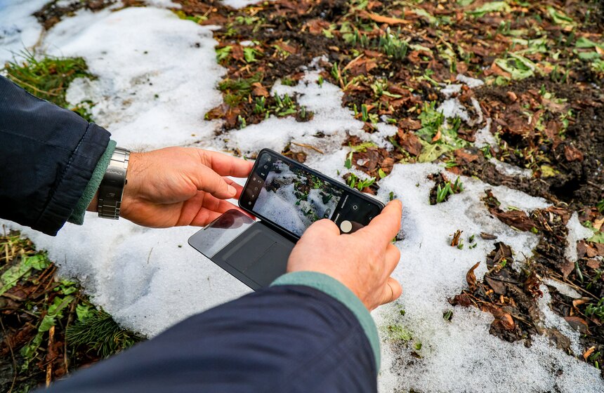 Два вида подснежников зацвели в Ботаническом саду МГУ 7 фото