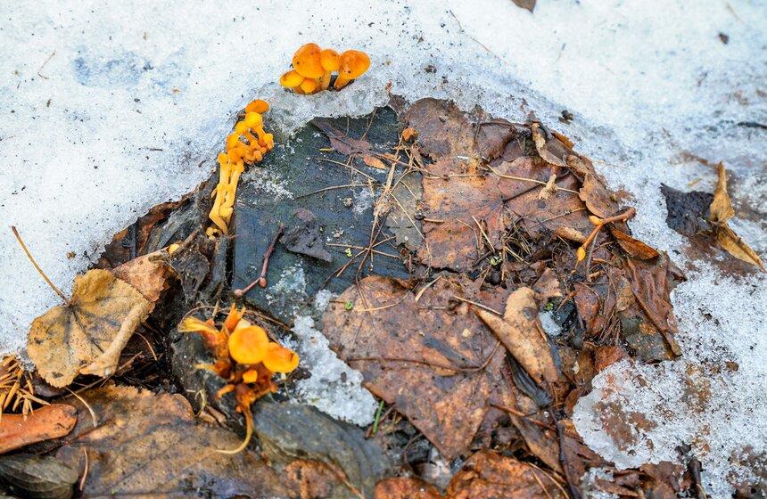 Два вида подснежников зацвели в Ботаническом саду МГУ 11 фото
