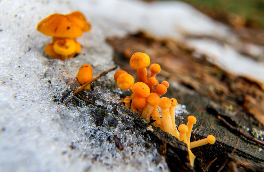 Два вида подснежников зацвели в Ботаническом саду МГУ 10 фото