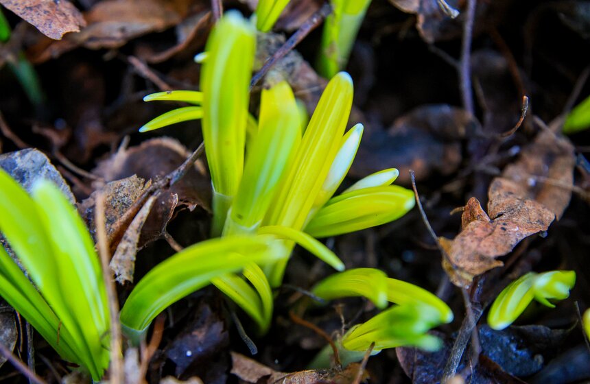 Два вида подснежников зацвели в Ботаническом саду МГУ 14 фото