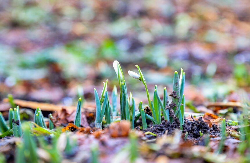 Два вида подснежников зацвели в Ботаническом саду МГУ 8 фото