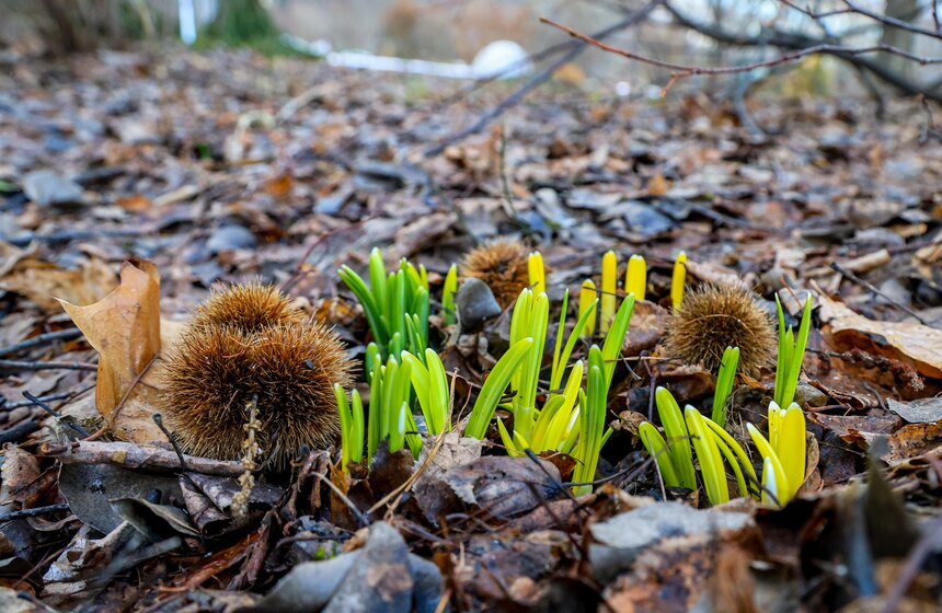 Два вида подснежников зацвели в Ботаническом саду МГУ 15 фото