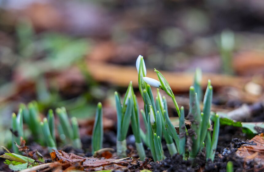 Два вида подснежников зацвели в Ботаническом саду МГУ 4 фото