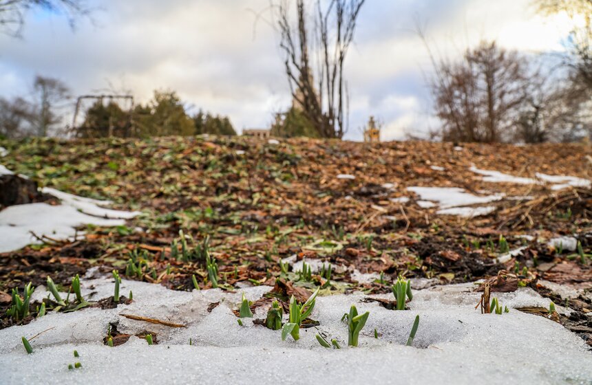 Два вида подснежников зацвели в Ботаническом саду МГУ 5 фото
