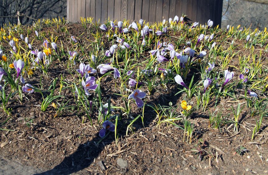 Весенний фестиваль цветов проходит в Ботаническом саду МГУ 11 фото