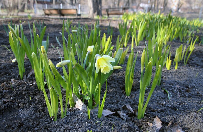Весенний фестиваль цветов проходит в Ботаническом саду МГУ 10 фото
